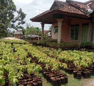Warga Desa Gunung Mas Usaha Bikin Bibit Alpukat Siger Sukses Kebeli di Hewan Ternak